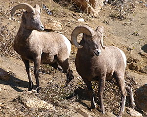 Why keep bad alleles? A lesson from Bighorn Sheep.