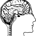 brain-diagram