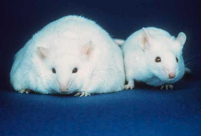 Obesity and the Immune System