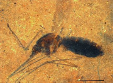 Fossilized Mosquito with Blood Discovered!