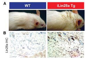Wound healing, regeneration, and Lin28