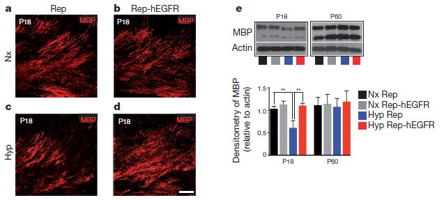 Growth Factor Nasal Spray Repairs Mouse Brains