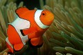 Clown fish in the Andaman Coral Reef.  By Ritiks (2009) [CC-BY-SA-3.0], via Wikimedia Commons