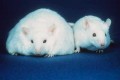 ob/ob mouse with defective leptin gene.